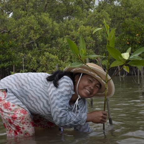 Mrs. Pheong Saret planting a mangrove sapling