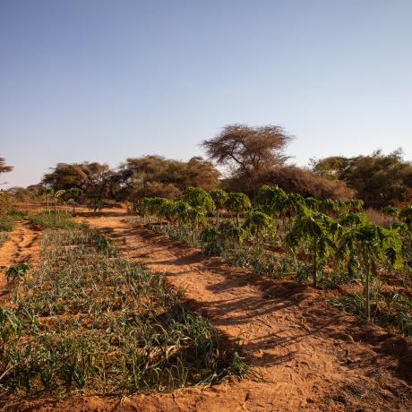 A thriving farm despite the drought, from Ceel-Hume, Somaliland 